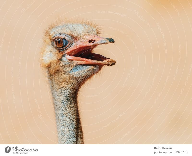 Lustiges Strauß-Vogel-Porträt Natur Tier Wildtier Tiergesicht 1 beobachten Blick Freundlichkeit lang lustig Neugier niedlich wild braun Kopf Tierwelt starren