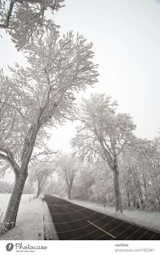 Niedersächsisch Sibirien Landschaft Winter Eis Frost Schnee Baum Verkehrswege Autofahren Verkehrsunfall Straße ästhetisch kalt schwarz weiß Frühlingsgefühle
