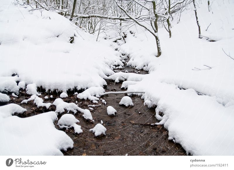 Leises Plätschern im Schnee harmonisch Erholung ruhig Ausflug Winterurlaub Umwelt Natur Landschaft Wasser Klima Eis Frost Baum Wald Bach Einsamkeit einzigartig