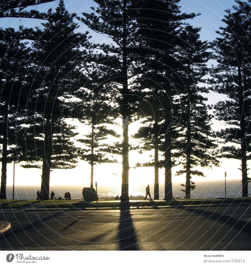kiefernde schattenstämme Menschengruppe Natur Pflanze Wasser Himmel Horizont Sommer Schönes Wetter Baum Nadelbaum Küste Strand Meer Indischer Ozean Perth