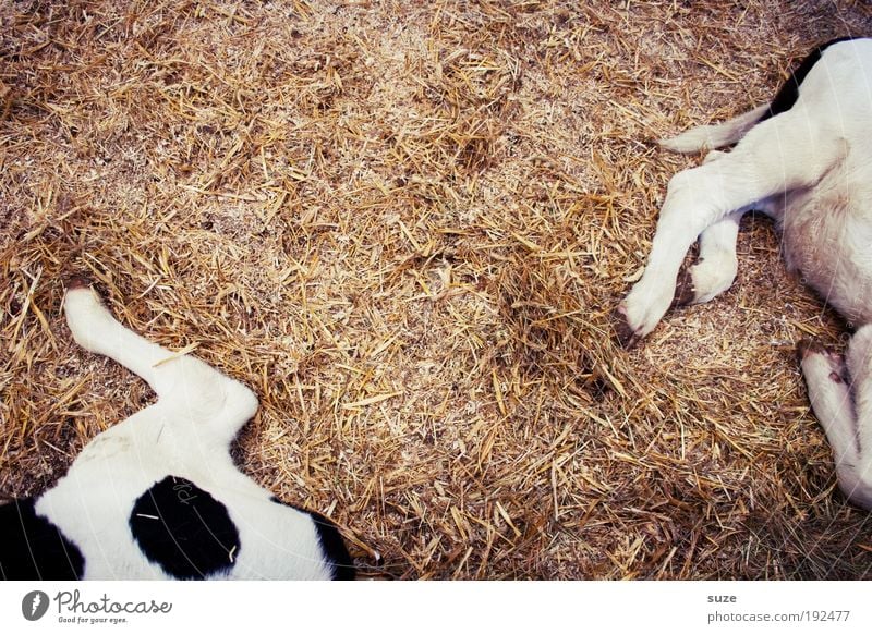 2 Kalbshaxen Tier Nutztier Kuh Tierpaar Tierjunges liegen schlafen authentisch einfach lustig trocken scheckig gefleckt Stroh Stall tierisch Säugetier Beine