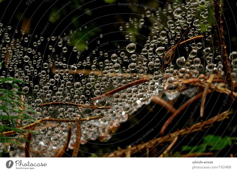Makrowelt Natur Wassertropfen Wetter Moos Holz Netz Tropfen natürlich Erholung ruhig Waldboden Tannennadel Spinnennetz Farbfoto Gedeckte Farben Außenaufnahme