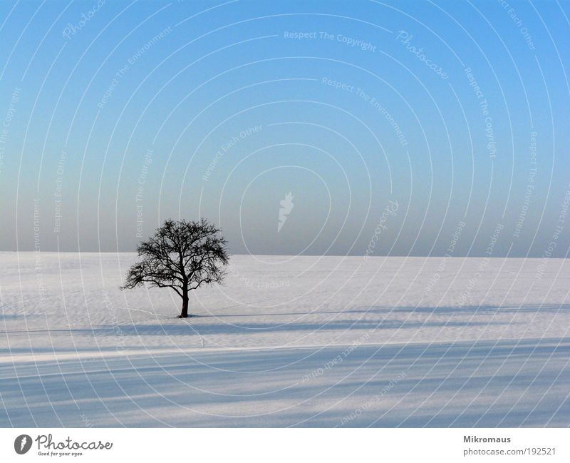 einsamer Baum Ferien & Urlaub & Reisen Ferne Winter Winterurlaub Natur Landschaft Pflanze Wolkenloser Himmel Klima Klimawandel Schönes Wetter Schnee Feld