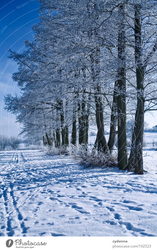 Winterspaziergang Ausflug Ferne Freiheit Winterurlaub wandern Umwelt Natur Landschaft Klima Eis Frost Schnee Baum Einsamkeit einzigartig geheimnisvoll Idylle
