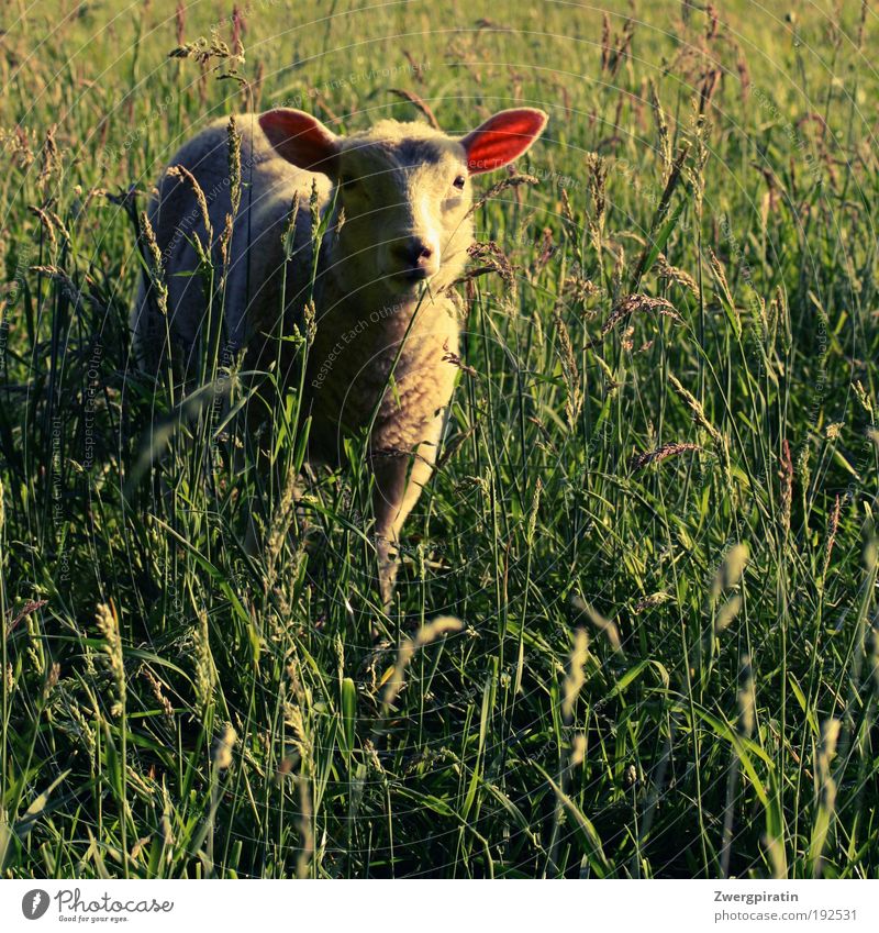RasenMÄHer Natur Sommer Schönes Wetter Gras Wiese Tier Nutztier Fell Schaf Lamm Fressen stehen Glück kuschlig Neugier weich grün weiß Tierliebe gefräßig