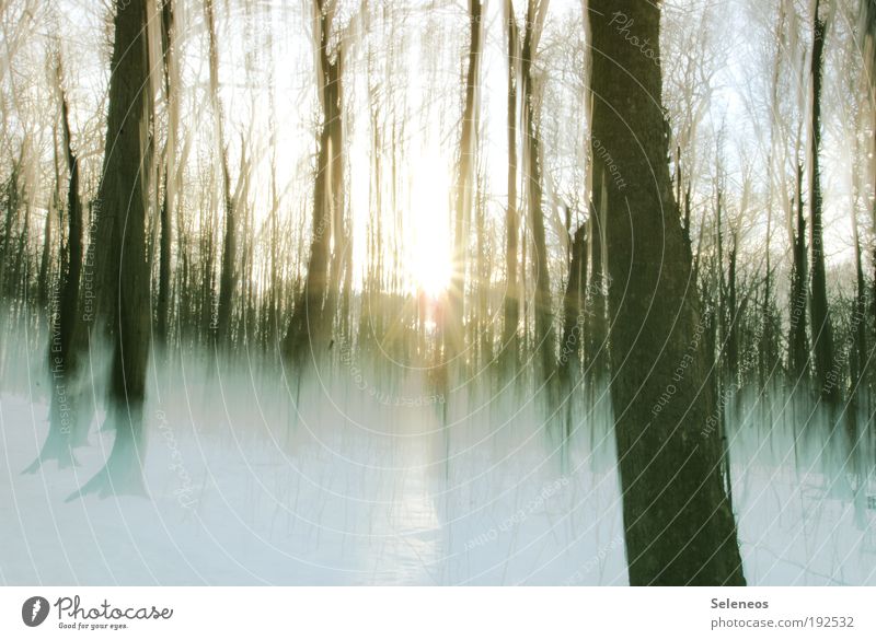 Schneereste Umwelt Natur Landschaft Himmel Sonne Sonnenaufgang Sonnenuntergang Sonnenlicht Winter Klima Wetter Eis Frost Pflanze Baum kalt Bewegung Einsamkeit