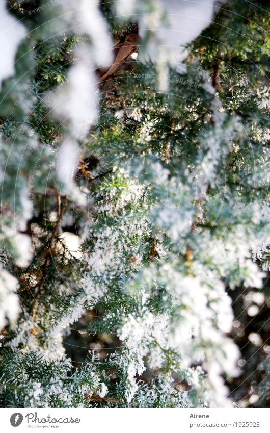 Kranewitt im Schnee Pflanze Winter Eis Frost Baum Sträucher Wacholder Nadelbaum Immergrüne Pflanzen Gesundheit hell kalt weiß Farbfoto Außenaufnahme