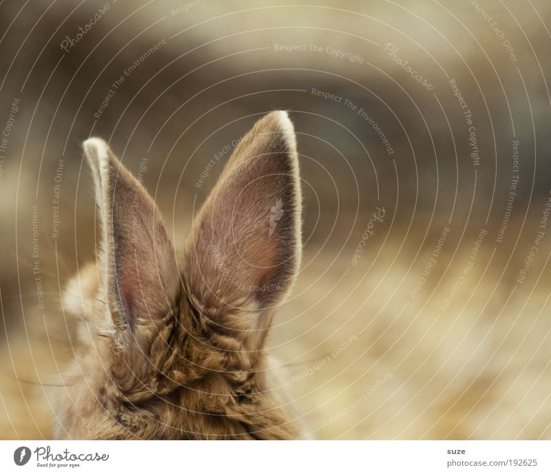 Lauschangriff Ostern Tier Haustier hören Hase & Kaninchen Ohr Stroh Stall tierisch Säugetier Osterhase Farbfoto Gedeckte Farben Innenaufnahme Menschenleer
