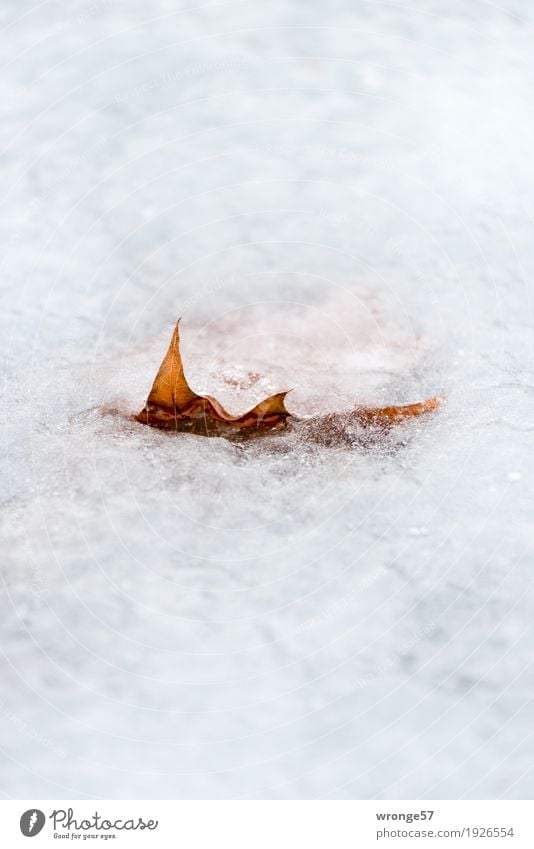 Eingeschlossen Natur Pflanze Winter Eis Frost Blatt Teich frieren fest frisch kalt nah nass natürlich trocken braun weiß ruhig Selbstbeherrschung Ausdauer