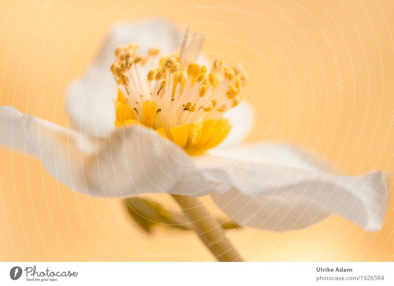 Christrose (Helleborus niger) Natur Pflanze Frühling Winter Blume Nutzpflanze Wildpflanze Blütenstempel Garten Park Alpen Berge u. Gebirge Blühend frisch schön