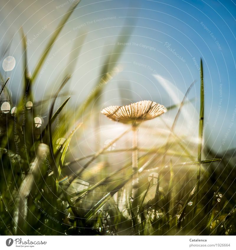 Die Erleuchtung, der Pilz im Gras wird von Sonnenstrahlen beleuchtet Natur Pflanze Luft Himmel Sommer Schönes Wetter Wiese leuchten Wachstum ästhetisch blau
