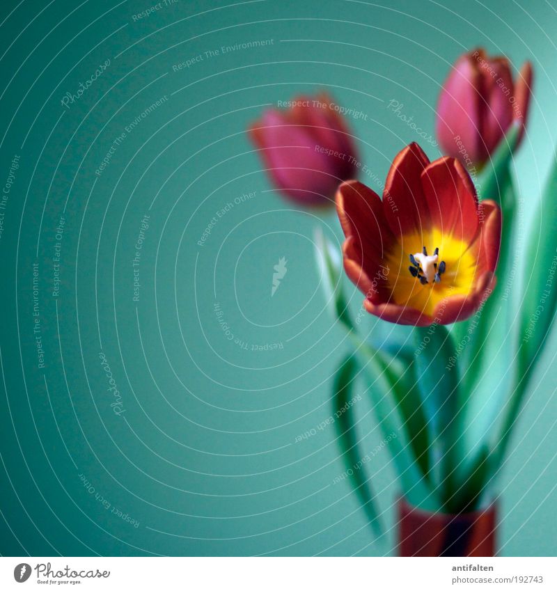 Tulpen inside Wohnung Dekoration & Verzierung Raum Wohnzimmer Blumenstrauß Blumenvase Blatt Blüte Glas Duft Häusliches Leben schön mehrfarbig gelb grün rot