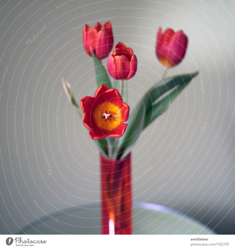 Tulpen inside II Häusliches Leben Dekoration & Verzierung Tisch Wohnzimmer Küche Spiegeltisch Blumenstrauß Blumenvase Pflanze Frühling Sommer Blatt Blüte Glas