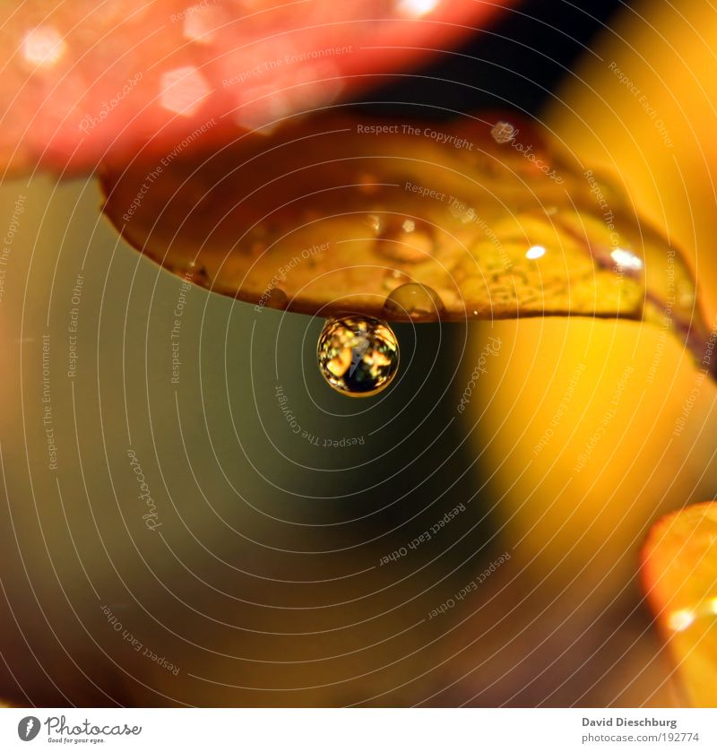 Tropfen im Herbst Leben harmonisch Natur Pflanze Wassertropfen Regen Blatt braun gelb gold silber glänzend Tau Farbfoto Außenaufnahme Nahaufnahme Detailaufnahme