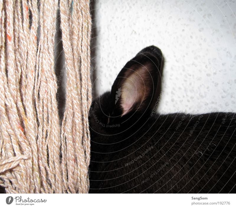 Versteckt Tier Haustier Fell 1 Neugier schwarz Freude Hase & Kaninchen verstecken Ohr Schal Wolle Farbfoto Innenaufnahme Tierporträt