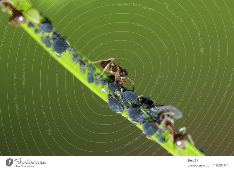 Ameise Tier Wildtier Ameise Insekt Blattläuse Natur Nahaufnahme Makroaufnahme