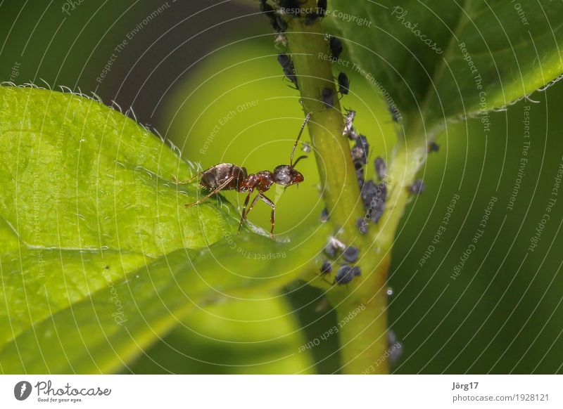 Ameise Natur Tier Wildtier Ameise insekt Blattläuse Nahaufnahme Makroaufnahme
