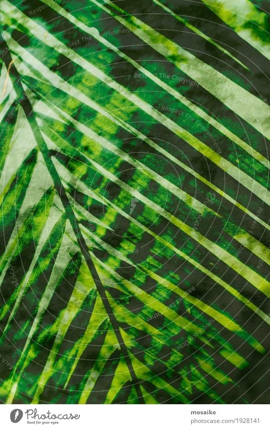 Texturen von tropischen Pflanzen Leben Wohlgefühl Sinnesorgane Meditation Spa Kunst Kunstwerk Gemälde Natur Farn Grünpflanze exotisch Wald ästhetisch