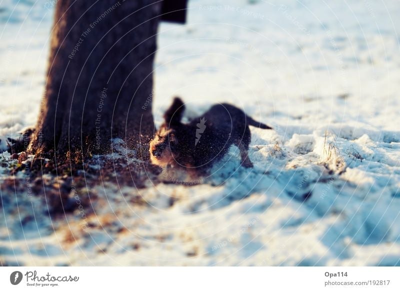 Wohlfühlen Umwelt Natur Pflanze Tier Erde Winter Schönes Wetter Schnee Baum Wiese Feld Haustier Hund 1 genießen Glück natürlich blau braun rosa schwarz weiß