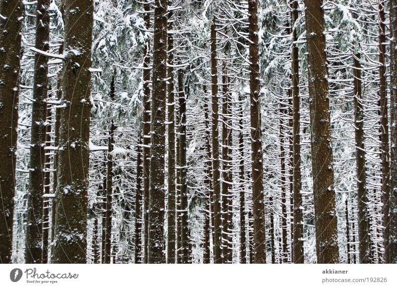 Ein Baum mehr! ;-) Umwelt Natur Landschaft Pflanze Winter Klima Wetter Schönes Wetter schlechtes Wetter Unwetter Eis Frost Schnee Wald Coolness dunkel kalt
