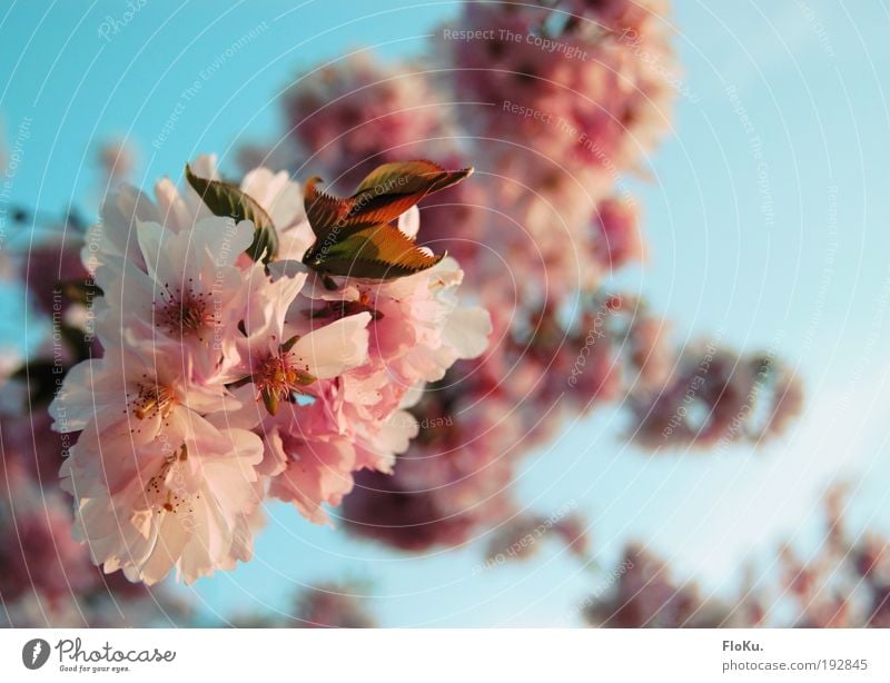 Kirschblüte Umwelt Natur Pflanze Himmel Wolkenloser Himmel Sonnenlicht Frühling Schönes Wetter Baum Blüte schön Wärme blau rosa weiß Glück Vorfreude Kirschbaum