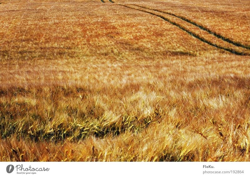 Reiche Ernte Lebensmittel Getreide Umwelt Natur Landschaft Pflanze Sommer Herbst Schönes Wetter Wind Gras Nutzpflanze Wiese Feld glänzend natürlich gelb gold