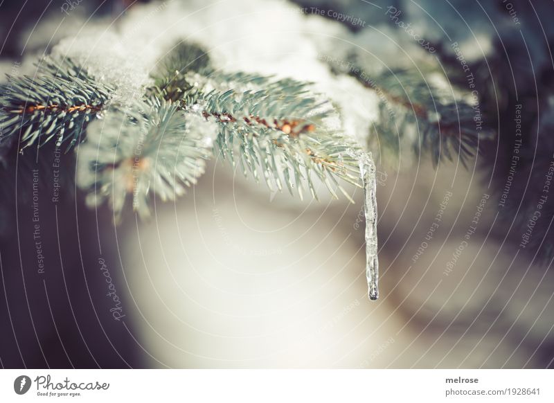 Eislutscher Eiszapfen Winter Schnee Winterurlaub wandern Natur Wassertropfen Klima Wetter Schönes Wetter Frost Baum Tannenzweig Zweige u. Äste Pflanzenteile