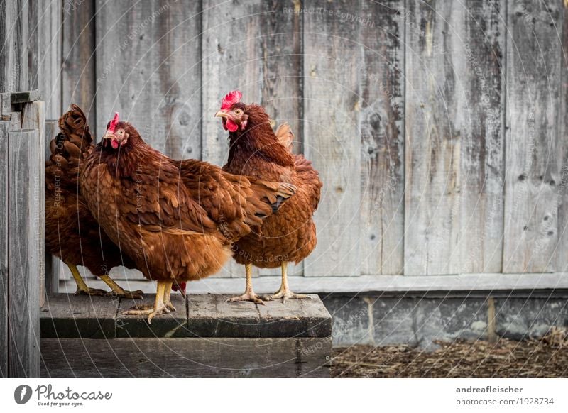 Ein Hähnchen steht selten allein. Tier Nutztier Vogel Streichelzoo 3 Tiergruppe stehen Hühnervögel Hühnerstall Bauernhof Biologische Landwirtschaft elegant