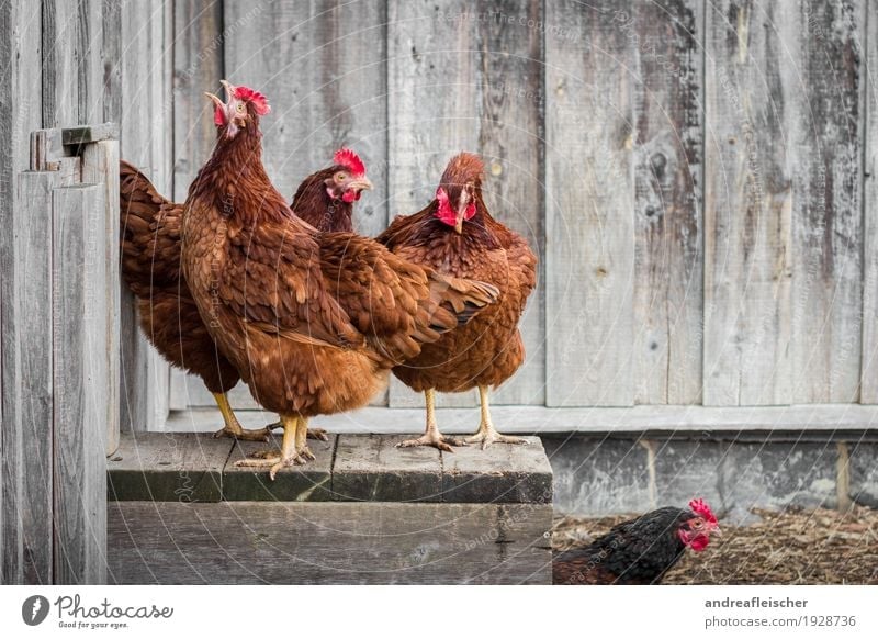 Hühner dürfen auch mal krähen. Lebensmittel Fleisch Bioprodukte Gesundheit Gesunde Ernährung Freizeit & Hobby Garten Ostern Landwirtschaft Forstwirtschaft