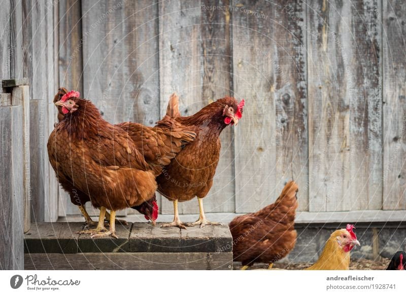 Hühner Squad Tier Nutztier Vogel Tiergruppe stehen durcheinander picken Blick Neugier Hühnervögel Hühnerstall Stall Bauernhof Biologische Landwirtschaft