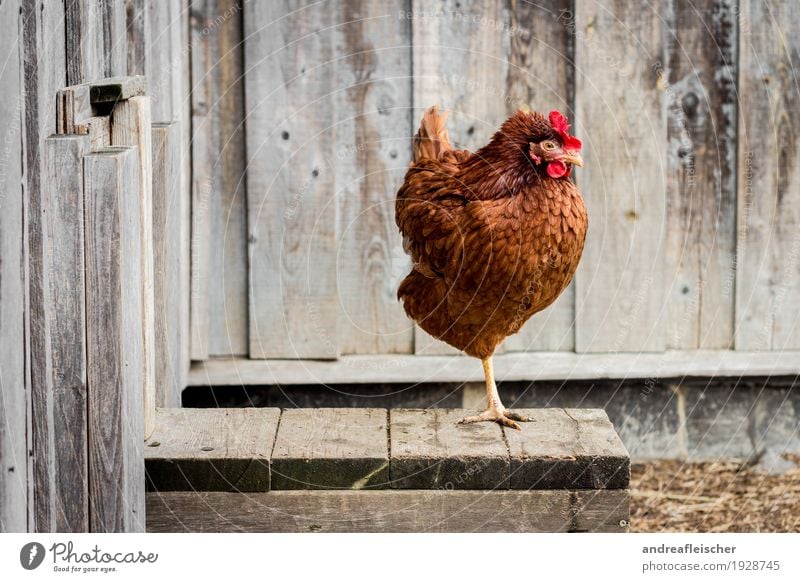 Glückliche Hühner können auch auf einem Bein stehen Lebensmittel Fleisch Bioprodukte Haus Garten Ostern Erntedankfest Landwirtschaft Forstwirtschaft Tier