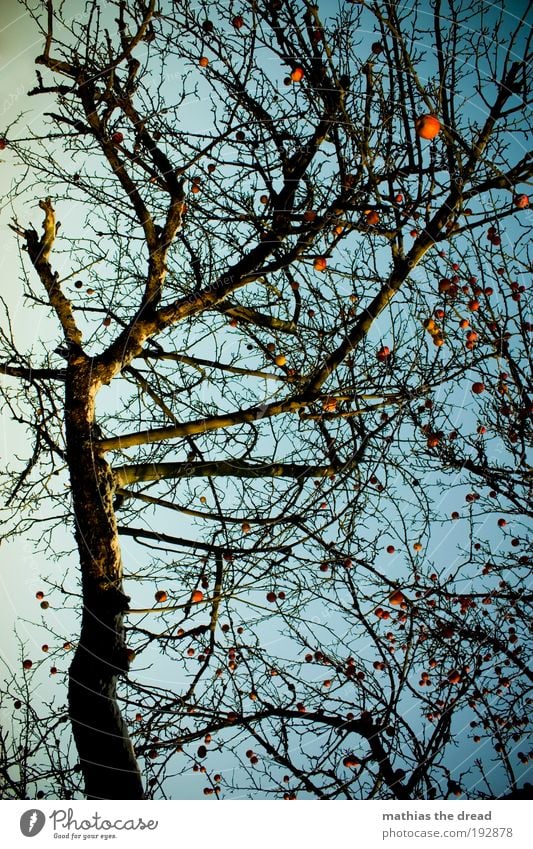 APFELBAUM Umwelt Natur Landschaft Himmel Wolkenloser Himmel Winter Schönes Wetter Schnee Pflanze Baum Nutzpflanze Apfelbaum schön durcheinander Frucht