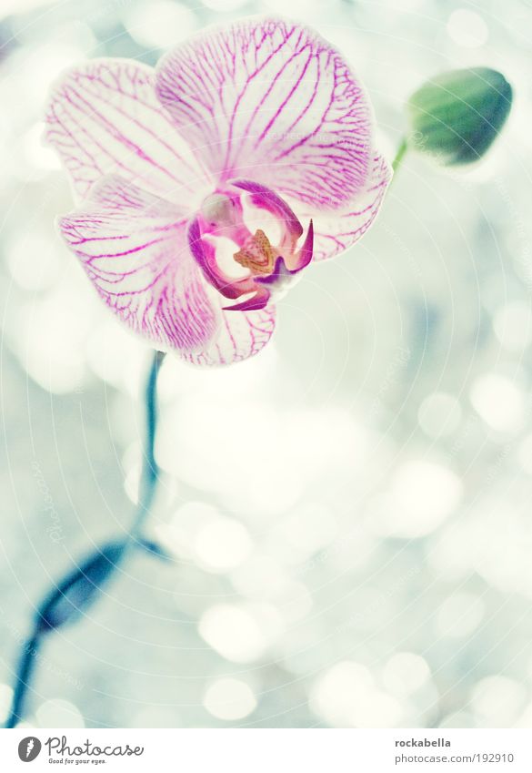 Orchidee elegant Wellness Leben harmonisch Wohlgefühl Zufriedenheit Sinnesorgane Erholung ruhig Duft Kur Spa Natur Pflanze ästhetisch kalt Kitsch Frieden rein