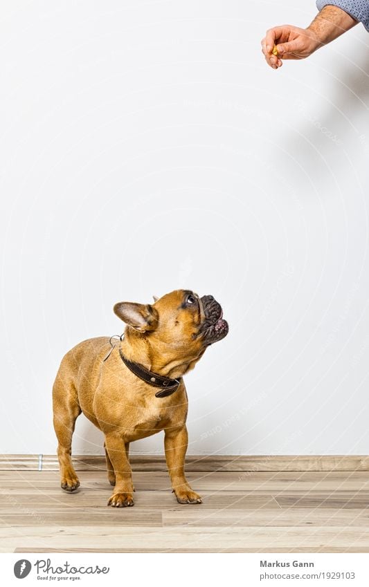 Bulldogge schaut nach Leckerchen Freude Glück Gesicht Hand Tier Haustier Hund füttern stehen lustig niedlich stark braun weiß Englisch erreichend Französisch