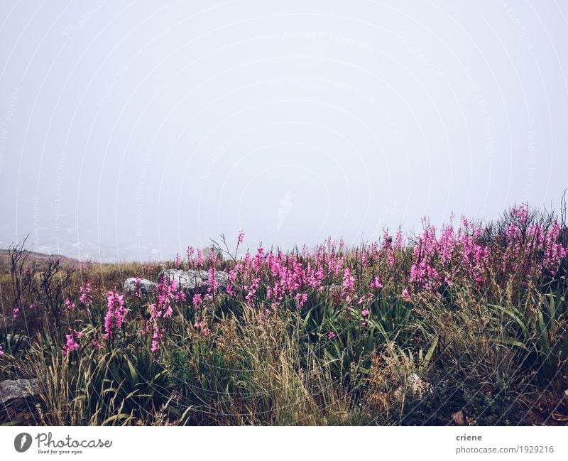 Rosa Blumen auf Berg im Staub Ausflug Abenteuer Berge u. Gebirge Umwelt Natur Landschaft Pflanze Wolken Wetter schlechtes Wetter Unwetter Wind Sturm Nebel Regen