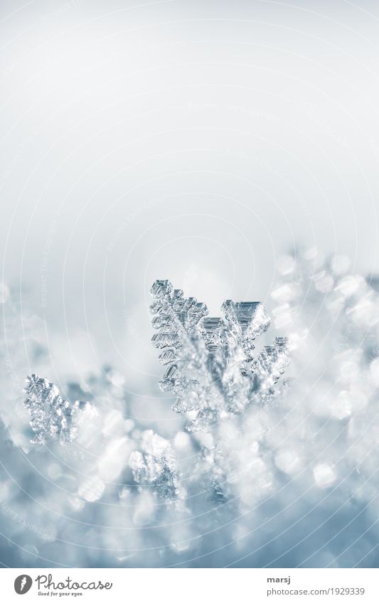 Kristallklar. Eiskristall in voller Schönheit und Reinheit. Eingebettet in ein Meer aus Eiskristallen. Leben harmonisch Natur Winter Frost Schnee eckig
