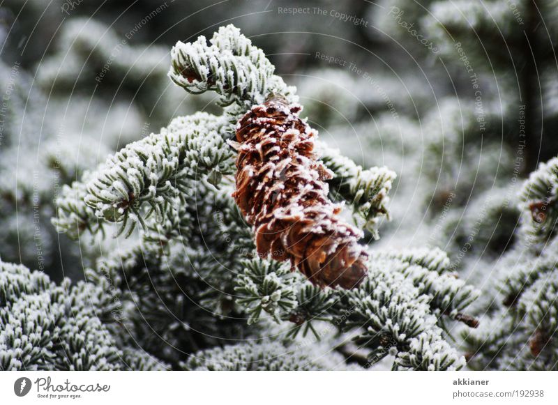 Zapfen Umwelt Natur Pflanze Winter Klima Wetter Schönes Wetter schlechtes Wetter Eis Frost Schnee Baum Grünpflanze Coolness dunkel kalt nah Tanne Farbfoto