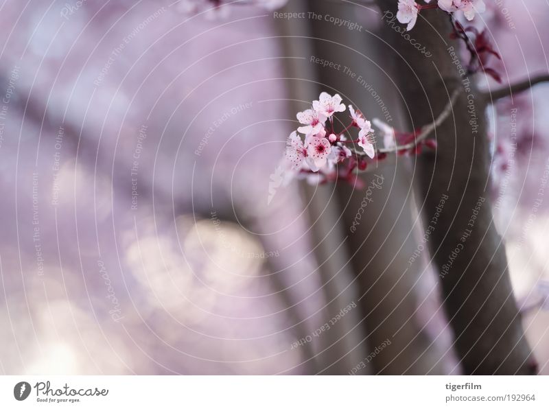 Frühlingsblüte Blüte Baum Ast rosa Unschärfe Hintergrundbild schön Natur Blume Frühlingstag abstrakt Lampe Fokus seicht Tiefe