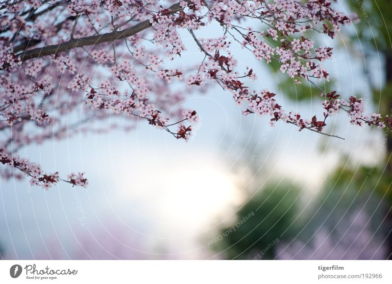 Frühlingstag Blüte Baum Ast rosa Unschärfe Hintergrundbild schön Natur Blume Tag Jahreszeiten Saison Tiefe seicht Fokus abstrakt Lampe