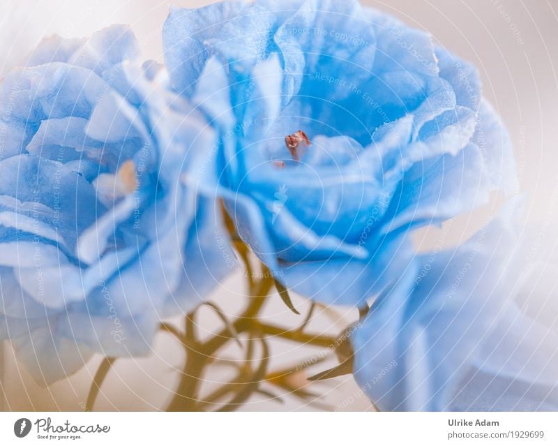Gefüllte Sternglockenblume (Campanula Isophylla) elegant Dekoration & Verzierung Poster Bild Postkarte Kunst Kunstwerk Natur Pflanze Frühling Blume Blüte