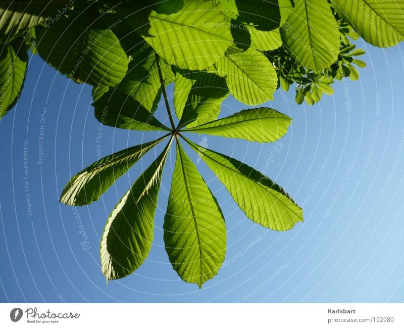 lenz. harmonisch Sommer Umwelt Natur Pflanze Himmel Sonnenlicht Frühling Schönes Wetter Baum Blatt grün Wachstum Kastanienbaum Kastanienblatt Frühlingsgefühle