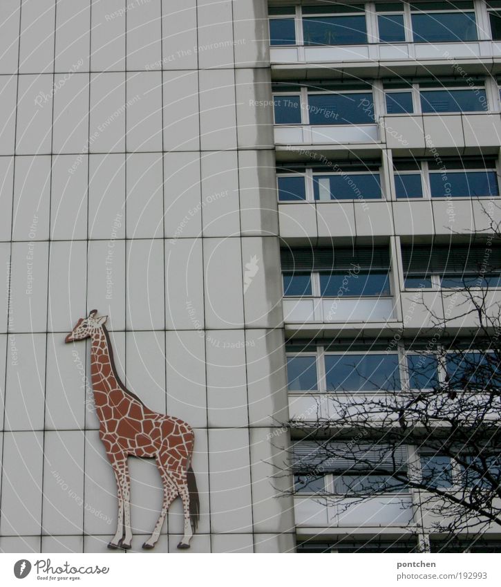 Eine Giraffe als Wegweiser für den Berliner  Zoo auf einem Plattenbau Baum Hauptstadt Haus Hochhaus Gebäude Fenster Balkon Tier 1 Dekoration & Verzierung