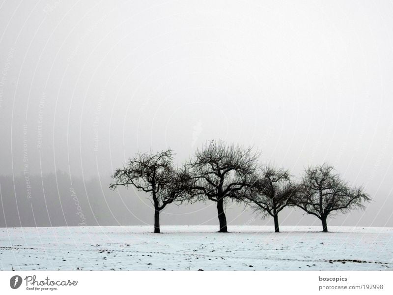 die einsamen vier Landschaft Himmel Winter Nebel Eis Frost Schnee Baum Feld blau grau weiß Einsamkeit Frieden kalt Umwelt Gedeckte Farben Außenaufnahme