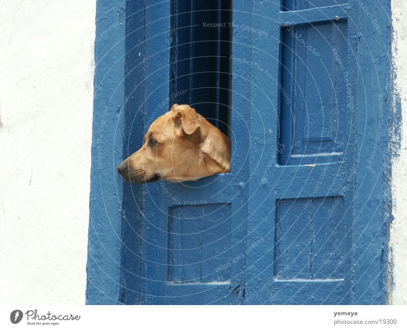 Wachhund Hund Teneriffa bewachen Mischling Wand Eingang Tür blau Haushund
