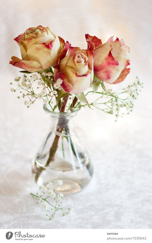 Drei Rosen in Glasvase auf weißer Tischdecke Blumenstrauß Blüte Blumenwasser Schleierkraut Duft hell grün rosa rot Freude 3 Vase Samt Studioaufnahme