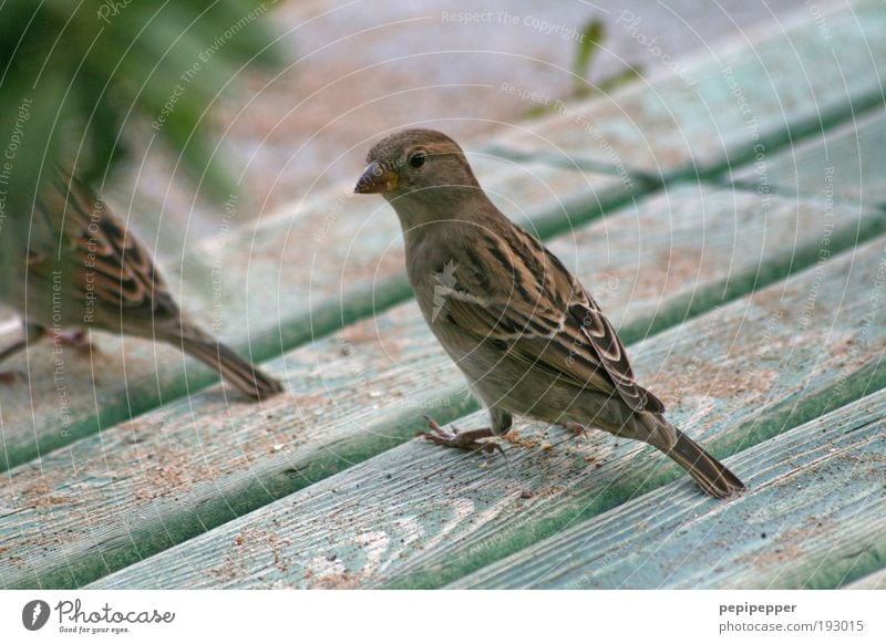 Schulterblick Natur Sand Garten Park Tier Vogel 2 Holz Spatz füttern Farbfoto Außenaufnahme Tag Schwache Tiefenschärfe Zentralperspektive Blick in die Kamera