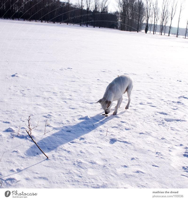 HAB WAS GEFUNDEN Umwelt Natur Landschaft Himmel Sonne Winter Schönes Wetter Eis Frost Schnee Baum Wiese Feld Tier Haustier Hund 1 kalt Geruch Spuren weiß