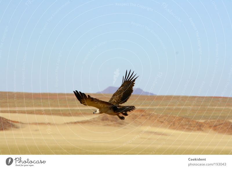 Auf der Jagd elegant Ferne Freiheit Natur Landschaft Wolkenloser Himmel Wüste Tier Vogel Flügel 1 fliegen frei Wachsamkeit jagdinstikt Farbfoto Außenaufnahme