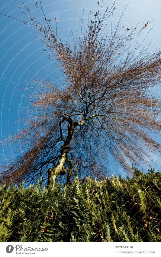 Birke Baum Baumstamm Ast Zweig Natur Hecke Park Garten Nachbar Grundstück Froschperspektive steil Himmel blau Blauer Himmel himmelblau Explosion Dynamik