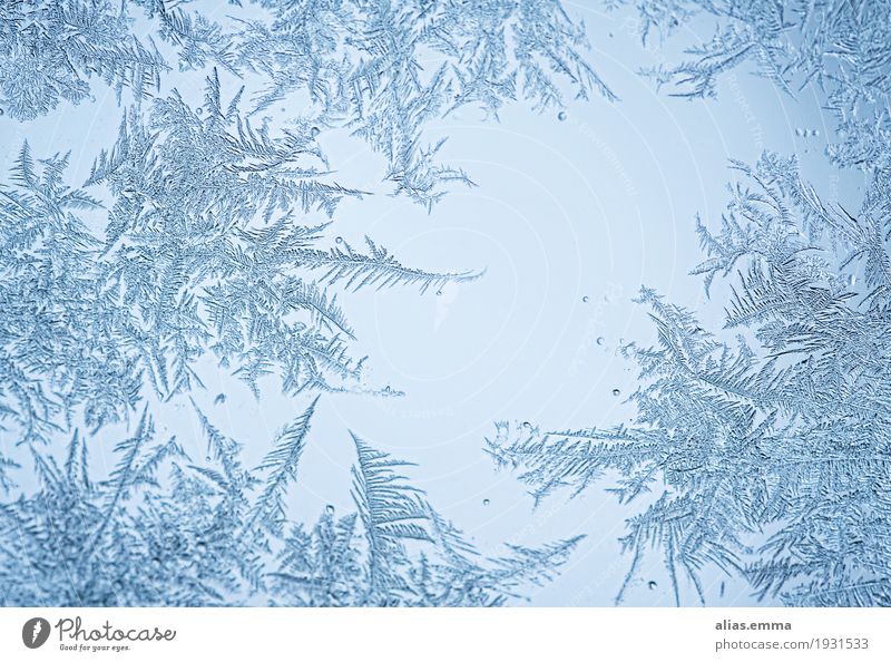 Eiszeit... Eisblumen Eiskristall gefroren Frost filigran Muster federn Kristallstrukturen Schneekristall blau Winter schön Fenster Wunder Wachstum Wasser